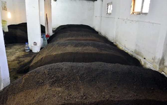 Elinin altında tam 800 bin solucan var